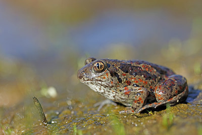 BUITEN BEELD Foto: 407053