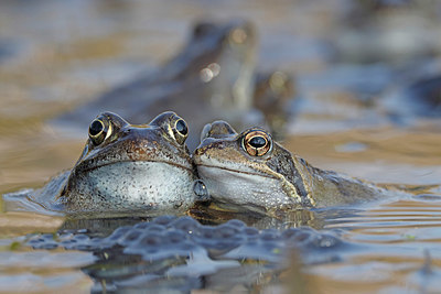 BUITEN BEELD Foto: 407058