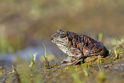 BUITEN BEELD Foto: 407067