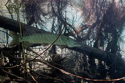 BUITEN BEELD Foto: 407072