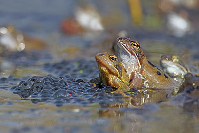 BUITEN BEELD Foto: 407085