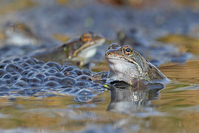 BUITEN BEELD Foto: 407091