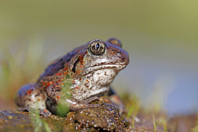 BUITEN BEELD Foto: 407094