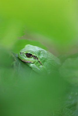 BUITEN BEELD Foto: 407099
