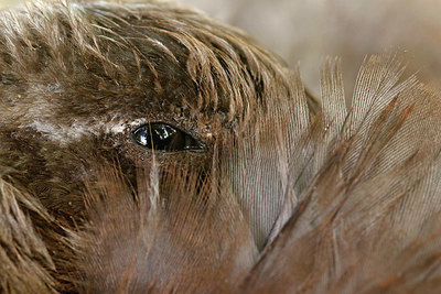 BUITEN BEELD Foto: 407226