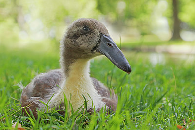 BUITEN BEELD Foto: 407227