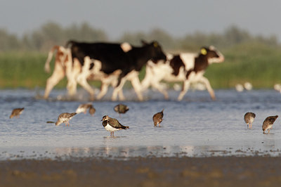 BUITEN BEELD Foto: 407247