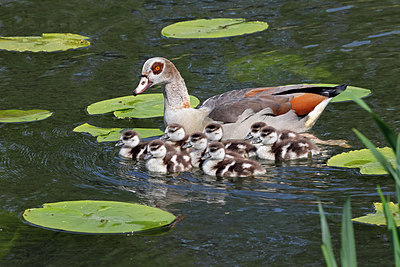 BUITEN BEELD Foto: 407259