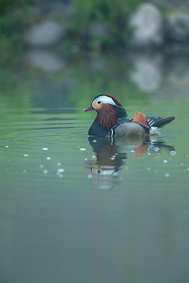 BUITEN BEELD Foto: 407414