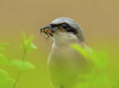BUITEN BEELD Foto: 407420