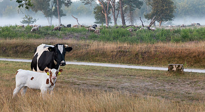 BUITEN BEELD Foto: 407435