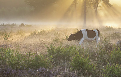 BUITEN BEELD Foto: 407438