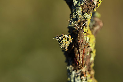 BUITEN BEELD Foto: 407482