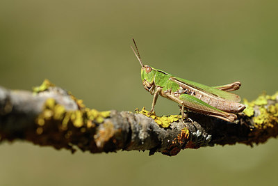 BUITEN BEELD Foto: 407487