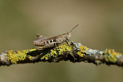 BUITEN BEELD Foto: 407490