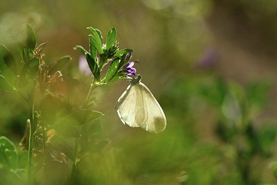 BUITEN BEELD Foto: 407499