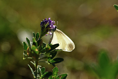 BUITEN BEELD Foto: 407500