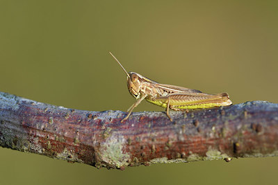 BUITEN BEELD Foto: 407503