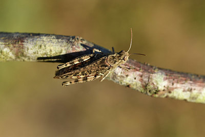 BUITEN BEELD Foto: 407505