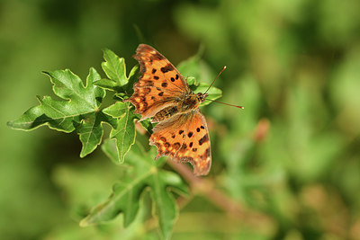 BUITEN BEELD Foto: 407507