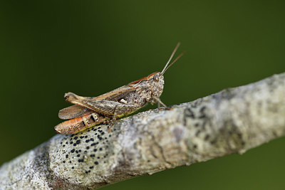 BUITEN BEELD Foto: 407508