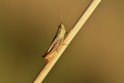 BUITEN BEELD Foto: 407514