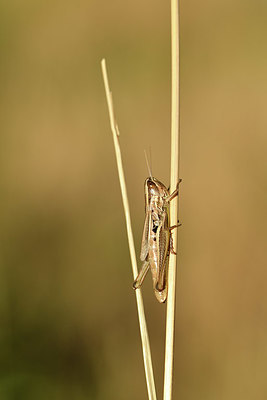 BUITEN BEELD Foto: 407515