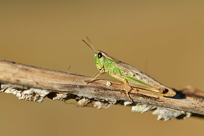 BUITEN BEELD Foto: 407519