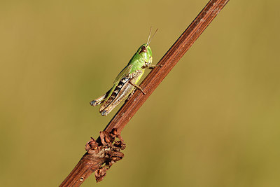 BUITEN BEELD Foto: 407520