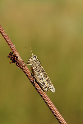 BUITEN BEELD Foto: 407521