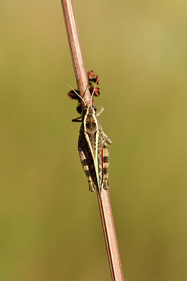 BUITEN BEELD Foto: 407522