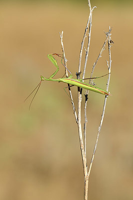 BUITEN BEELD Foto: 407527