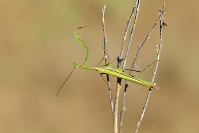 BUITEN BEELD Foto: 407528