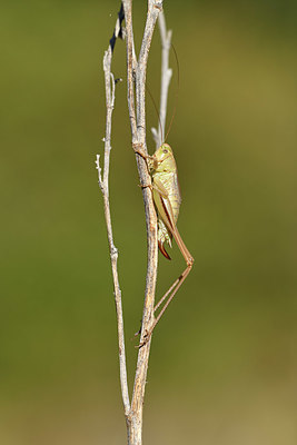 BUITEN BEELD Foto: 407529
