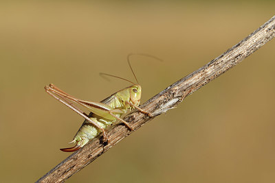 BUITEN BEELD Foto: 407530