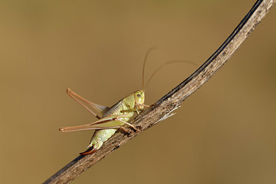 BUITEN BEELD Foto: 407532