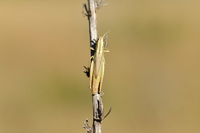 BUITEN BEELD Foto: 407534