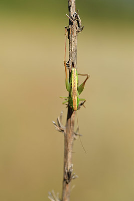 BUITEN BEELD Foto: 407538