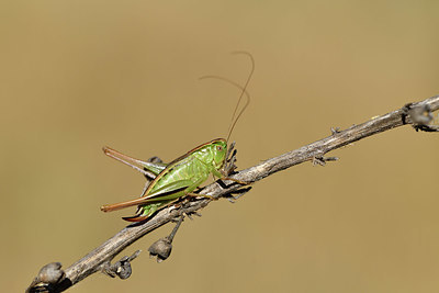 BUITEN BEELD Foto: 407541