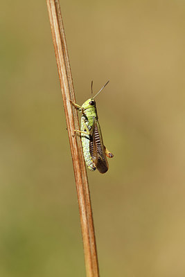 BUITEN BEELD Foto: 407548