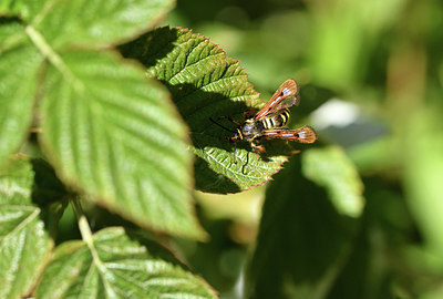 BUITEN BEELD Foto: 407550