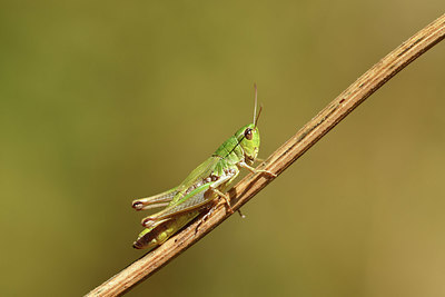 BUITEN BEELD Foto: 407551