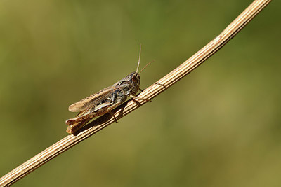 BUITEN BEELD Foto: 407557