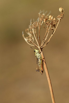 BUITEN BEELD Foto: 407560