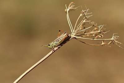 BUITEN BEELD Foto: 407561