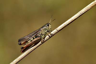 BUITEN BEELD Foto: 407564