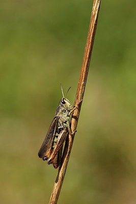 BUITEN BEELD Foto: 407565