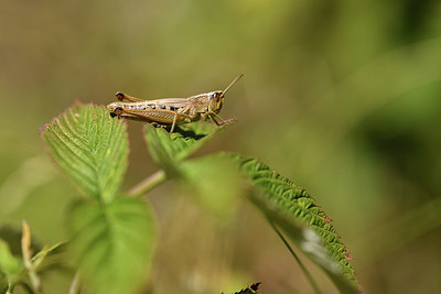 BUITEN BEELD Foto: 407567