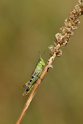 BUITEN BEELD Foto: 407569