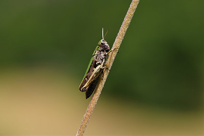 BUITEN BEELD Foto: 407572